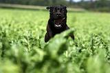 CANE CORSO 885